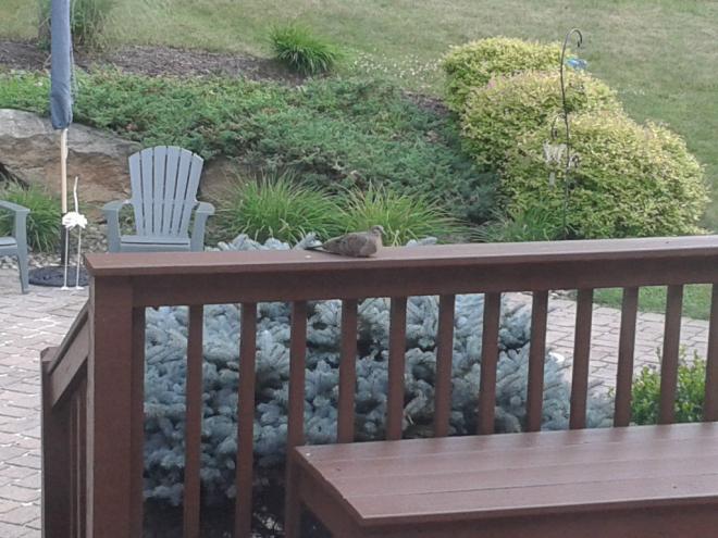 bird.jpg