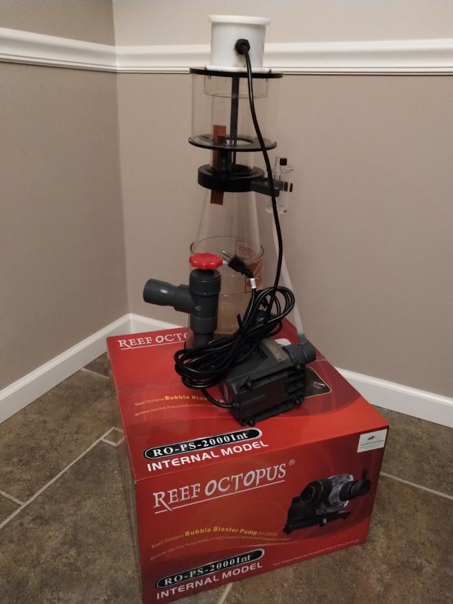Reef Octopus
