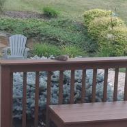 bird.jpg